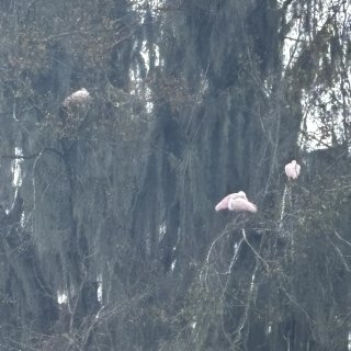 佛州小众仙境之旅：天然泉、湿地、wild...