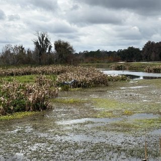 佛州小众仙境之旅：天然泉、湿地、wild...