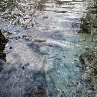 佛州小众仙境之旅：天然泉、湿地、wild...