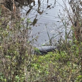 佛州小众仙境之旅：天然泉、湿地、wild...