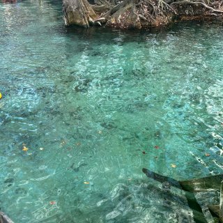 佛州小众仙境之旅：天然泉、湿地、wild...