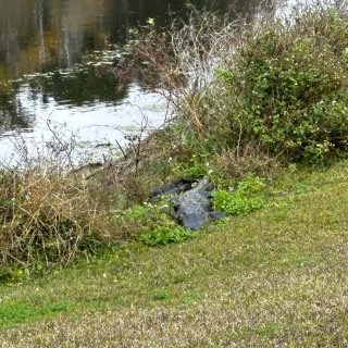 佛州小众仙境之旅：天然泉、湿地、wild...