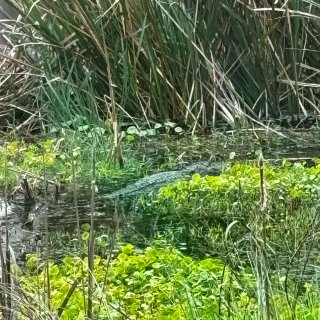 佛州小众仙境之旅：天然泉、湿地、wild...