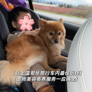 🇺🇸西雅图｜北上温哥华-修狗宠物美容🐶...