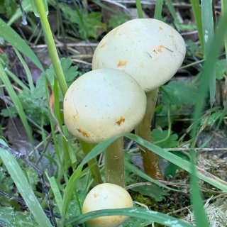 湾区雨季限定 ｜观雪山trail...