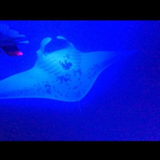 夏威夷大岛体验：不作死就不会死...