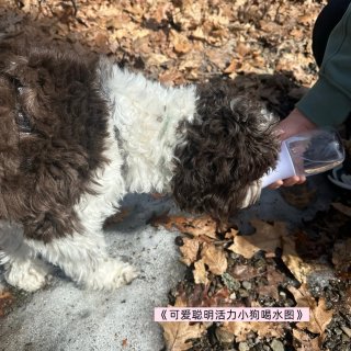 🇺🇸2.5旬三年级博士生の春假牛马日常📖...