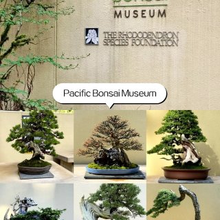 🇺🇸西雅图｜Federal Way吸氧火...