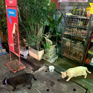郑王庙🌅湄南河畔看一场最浪漫的落日...