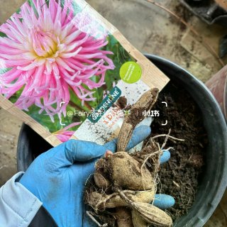 休斯顿｜盆栽🪴大丽花｜Aldi$3.99...
