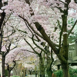 温哥华的樱花你美🌸...