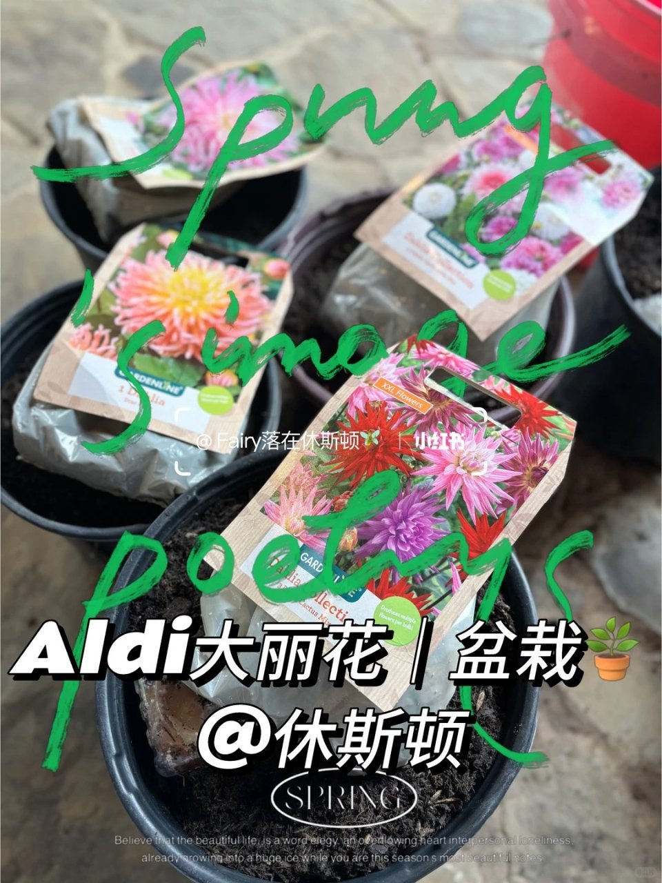 休斯顿｜盆栽🪴大丽花｜Aldi$3.99...