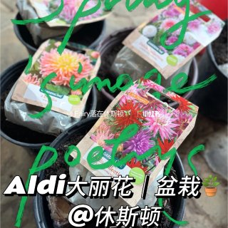 休斯顿｜盆栽🪴大丽花｜Aldi$3.99...