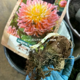 休斯顿｜盆栽🪴大丽花｜Aldi$3.99...