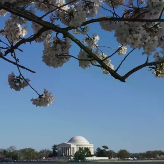 🇺🇸旷野春樱 ｜Washington D...