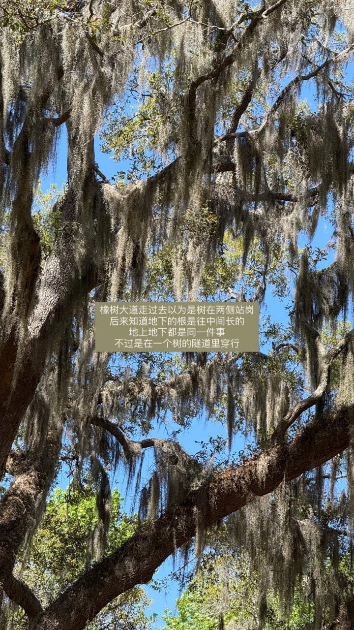 Savannah 不如去理解一棵树...