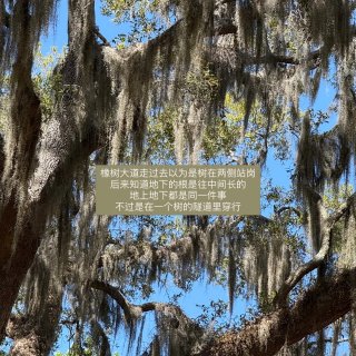 Savannah 不如去理解一棵树...
