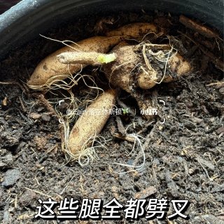 休斯顿｜盆栽🪴大丽花｜Aldi$3.99...