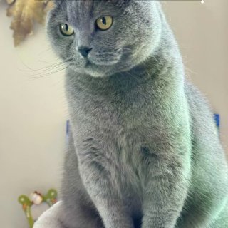 大巴黎78庭院炭火烧烤，和英短蓝猫一起尝...