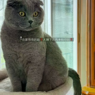 大巴黎78庭院炭火烧烤，和英短蓝猫一起尝...