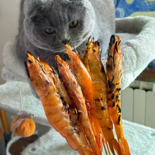 大巴黎78庭院炭火烧烤，和英短蓝猫一起尝...