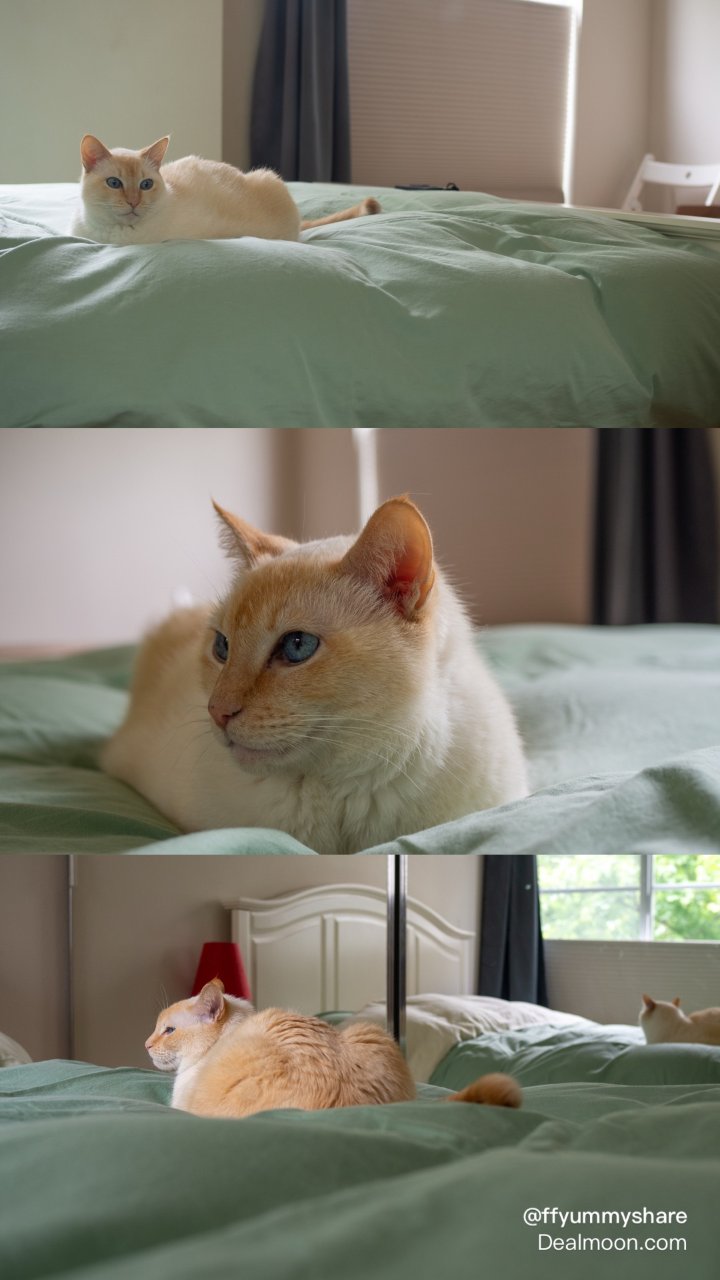 家有萌宠｜喵的适配度是它安静的存在感🐈...