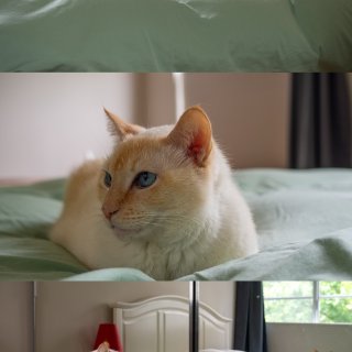 家有萌宠｜喵的适配度是它安静的存在感🐈...