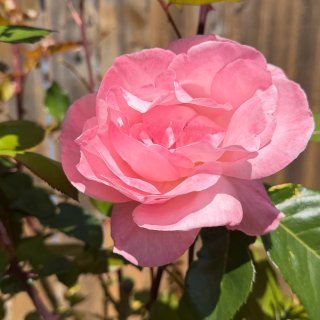 西雅图｜花都开好了🌼🌺🌹🤩...