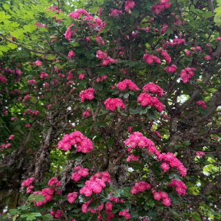 西雅图｜春天各种玫红色的花🌺🤩...