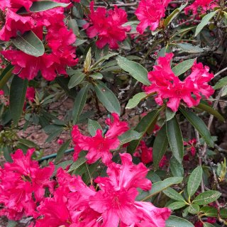 西雅图｜春天各种玫红色的花🌺🤩...