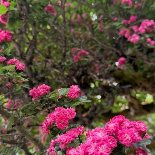 西雅图｜春天各种玫红色的花🌺🤩...