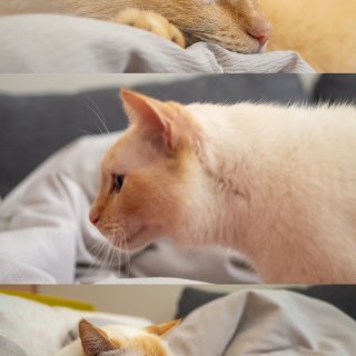 家有萌宠｜喵的适配度是它安静的存在感🐈...