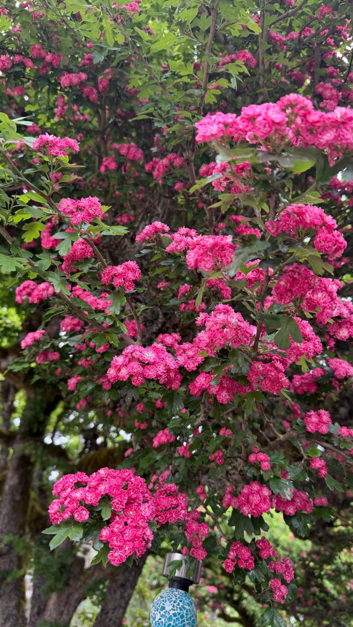 西雅图｜春天各种玫红色的花🌺🤩...