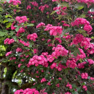 西雅图｜春天各种玫红色的花🌺🤩...