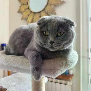 大巴黎78庭院炭火烧烤，和英短蓝猫一起尝...