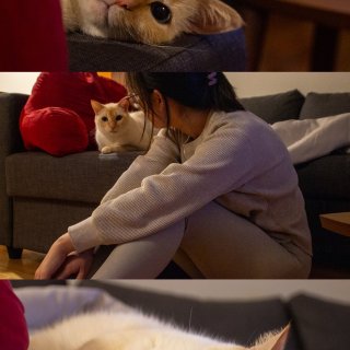 家有萌宠｜喵的适配度是它安静的存在感🐈...