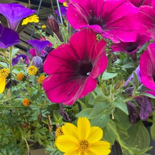 西雅图｜花都开好了🌼🌺🌹🤩...