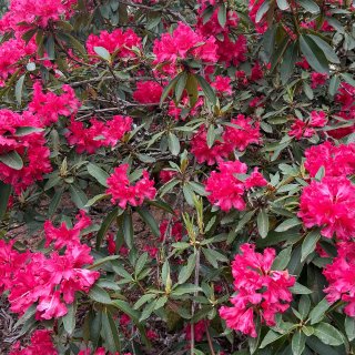 西雅图｜春天各种玫红色的花🌺🤩...