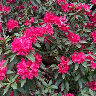 西雅图｜春天各种玫红色的花🌺🤩...