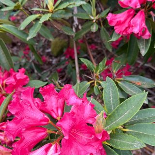 西雅图｜春天各种玫红色的花🌺🤩...