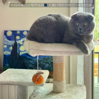 大巴黎78庭院炭火烧烤，和英短蓝猫一起尝...