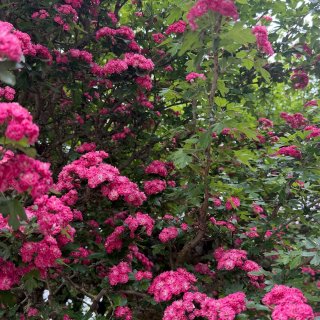 西雅图｜春天各种玫红色的花🌺🤩...