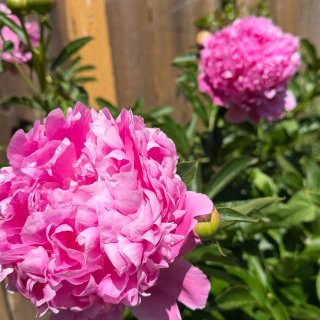 西雅图｜花都开好了🌼🌺🌹🤩...