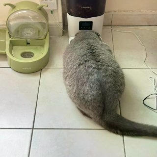 大巴黎78庭院炭火烧烤，和英短蓝猫一起尝...