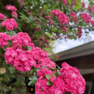 西雅图｜春天各种玫红色的花🌺🤩...