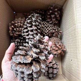 鸵鸟手工