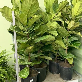 宜家琴叶榕
