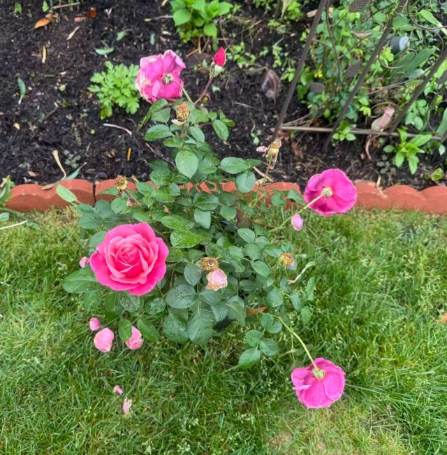 雨后玫瑰🌹