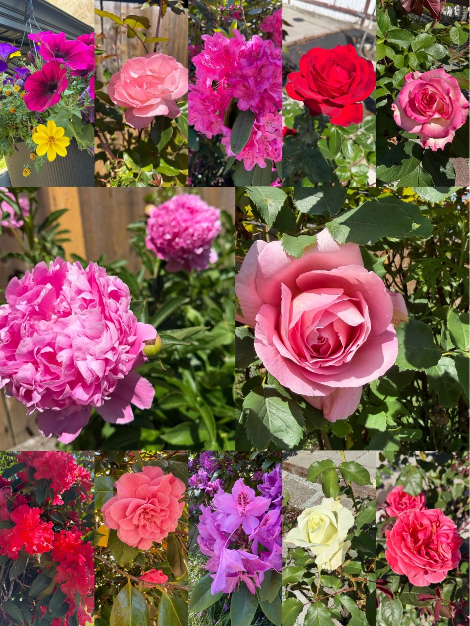 西雅图｜花都开好了🌼🌺🌹🤩...