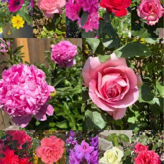 西雅图｜花都开好了🌼🌺🌹🤩...